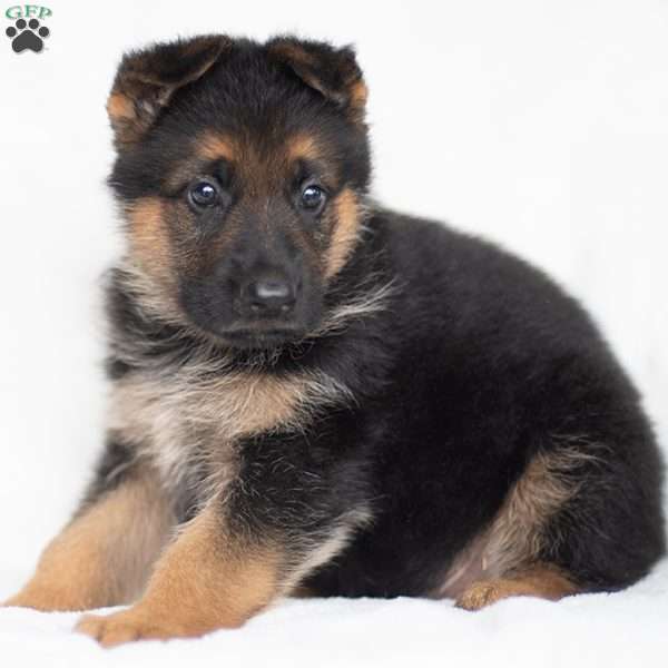 Jonah, German Shepherd Puppy